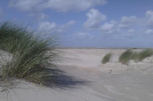 Borkum Ferienwohnung Schilfdüne